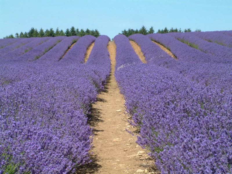 The English Lavender Farm - Toursian