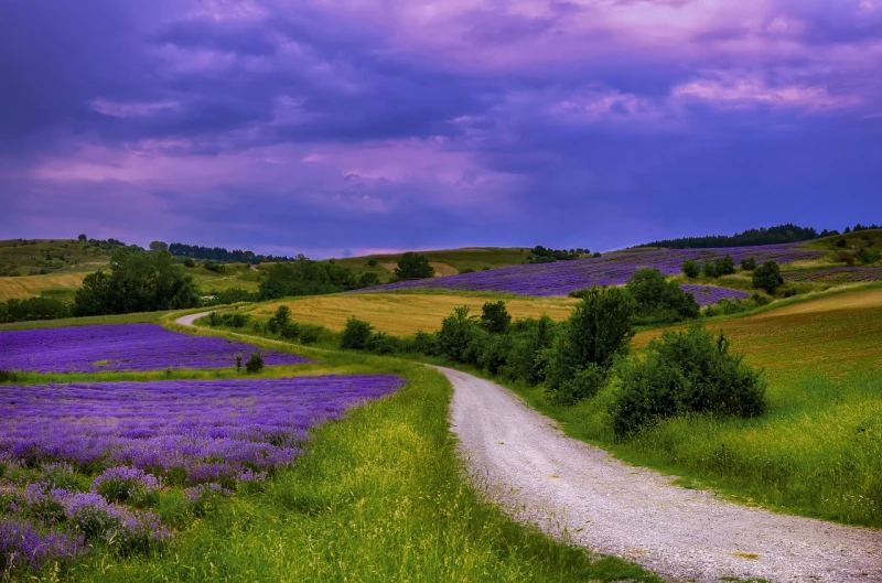 The English Lavender Farm - Toursian