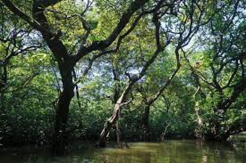 Ratargul Swamp Forest - Toursian