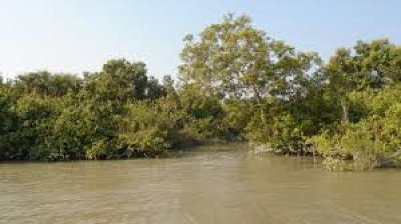 Sundarbans - Toursian