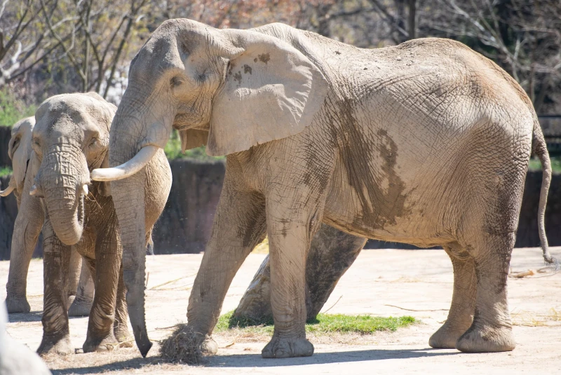 Cleveland Metroparks Zoo - Toursian