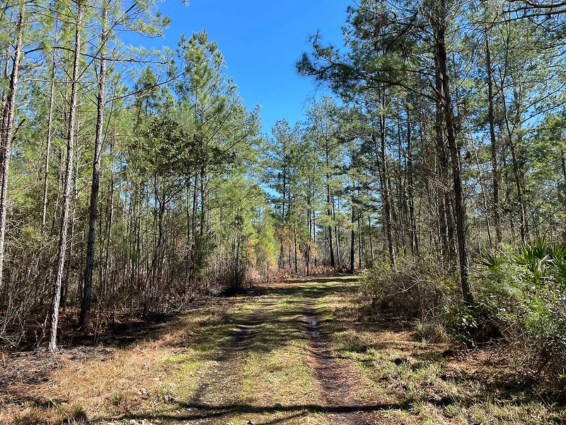 Buck Bay Flatwood Preserve - Toursian