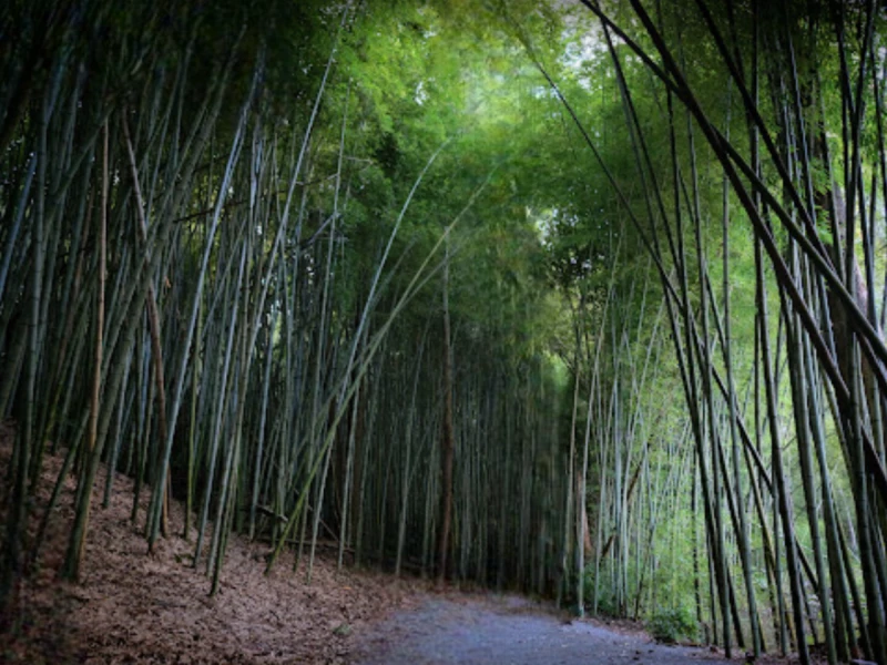 Wilderness Park/Bamboo Forest - Toursian